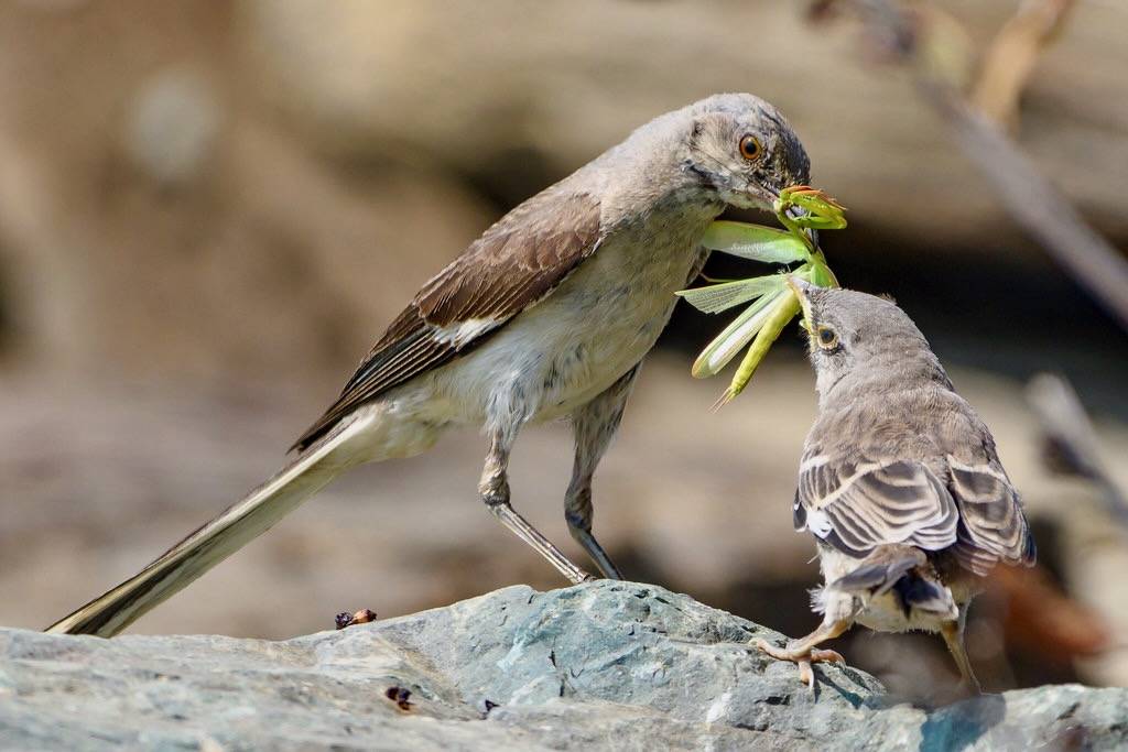 Northern Mockingbird family with Praying Mantis meal